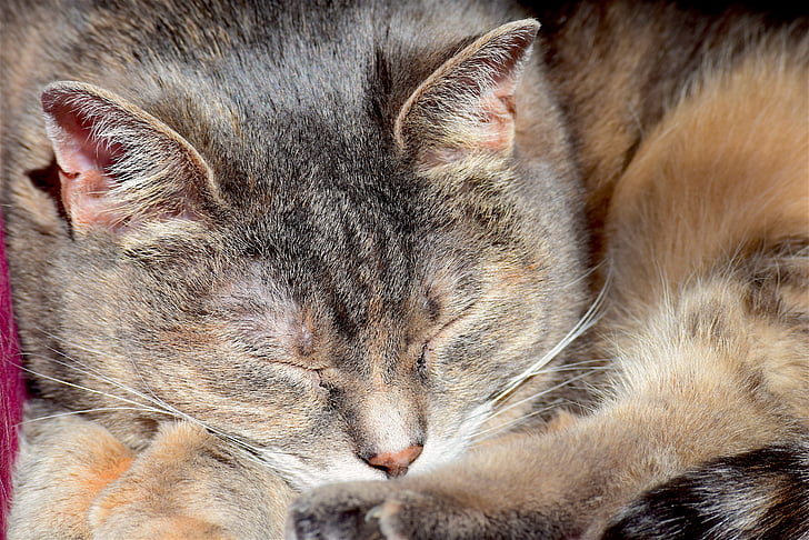 chat endormi, Portrait, chat, animal, animal de compagnie, mignon, dormir