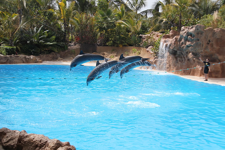 Loro parque, Tenerife, delfín, jedno zviera, zvieracie motívy, zvierat voľne žijúcich živočíchov, zvieratá v divočine