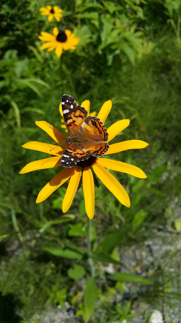 butterfly, yellow, flower, nature, summer, spring, yellow flowers