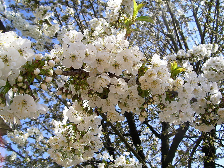 spring, bloom, cherry, white, tree, branches, nature