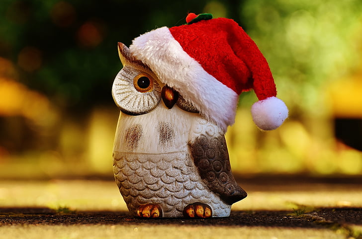 Vánoční, sova, Santa čepice, kontemplativní, obrázek, dekorace, Fajn