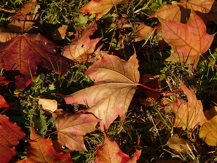 ahorn, maple leaf, efterår, blad, blade, farverige, farve