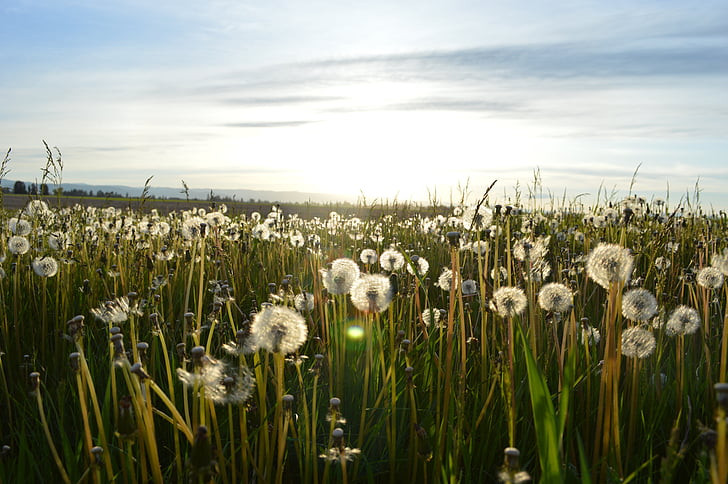 field, green, grass, day, time, sunny, sunshine