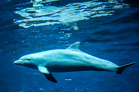 dolphin, marine mammals, animals, sea, water