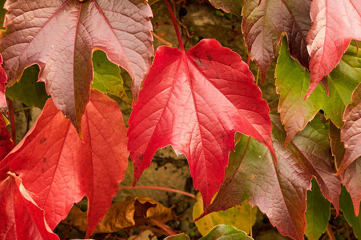 foglie di vite, partner di vino, autunno, foglie, autunno dorato, foglie in autunno, fogliame di caduta