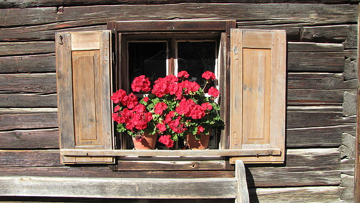 fenêtre de, fleurs, Page d’accueil, bois, alpin, Salzbourg, bois - matériau