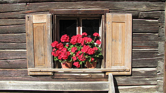 janela, flores, Casa, madeira, Alpina, Salzburg, madeira - material