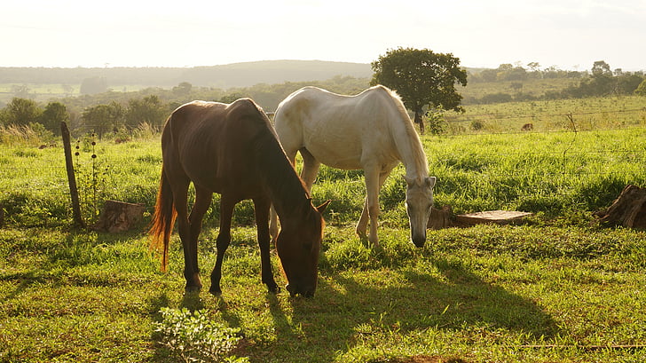коне, пейзаж, сайт, Има ли, ферма, животни, селски