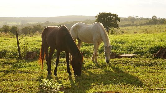 cavalls, paisatge, lloc, fa, granja, animals, rural