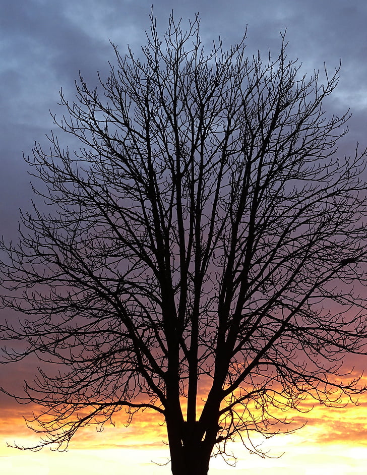 drevo, estetske, Kahl, oblaki, Afterglow, veje, kontrast