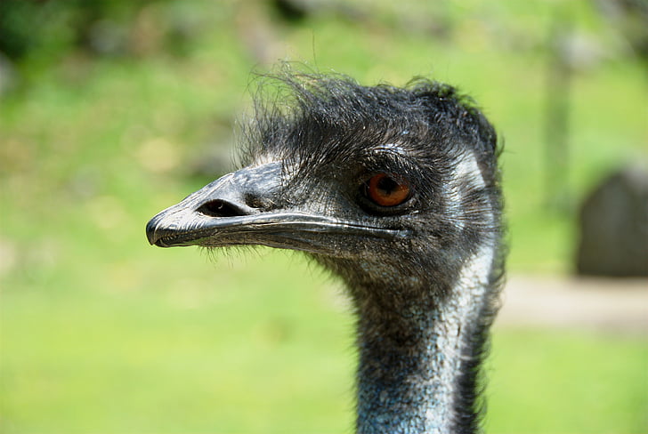 bird, emu, an, head, birds, animals, fauna