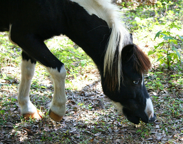 миниатюрной лошади, пони, пастись, Ниббл, ферма, конюшня, жевать