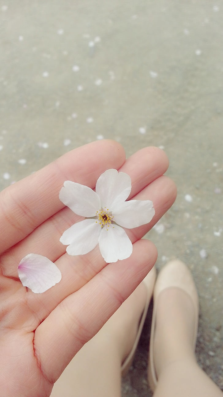 češnjev cvet, Latica, čevelj, roko, roza