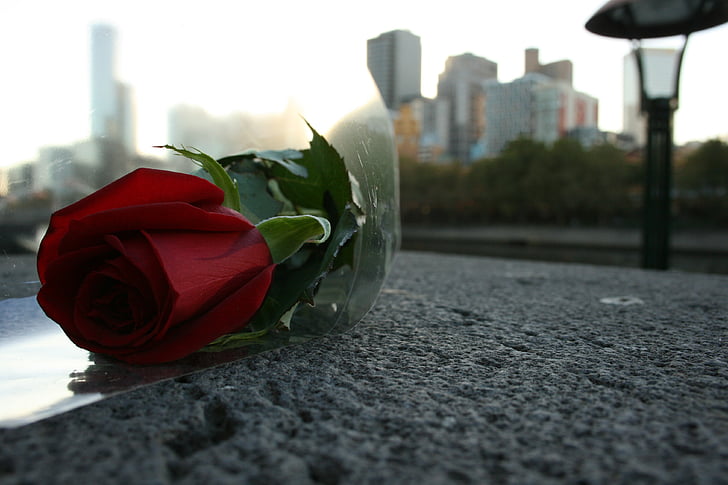 Rosa, Rossa, červená, kvet, krása, deň svätého Valentína, ruže