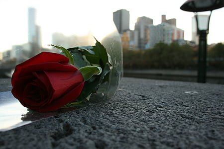 Rosa, Schmidt, sarkana, puķe, skaistumu, Valentīna diena, slējās