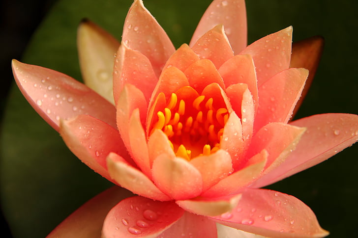 Lotus, flor, Rosa, flor de Lotus, natura, planta, fulla