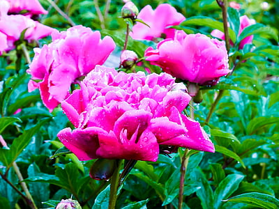 Peonija, rozā, rozā Peonija, pavasara ziedu, Flower bud, Pavasaris, lietus