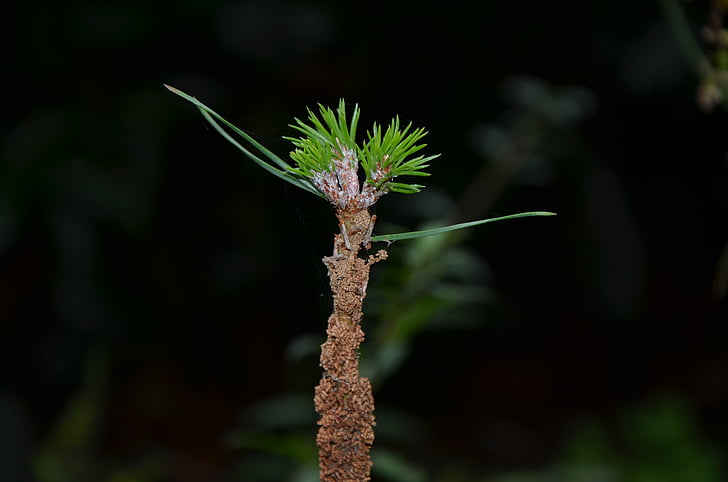 macro, plant, nature, close