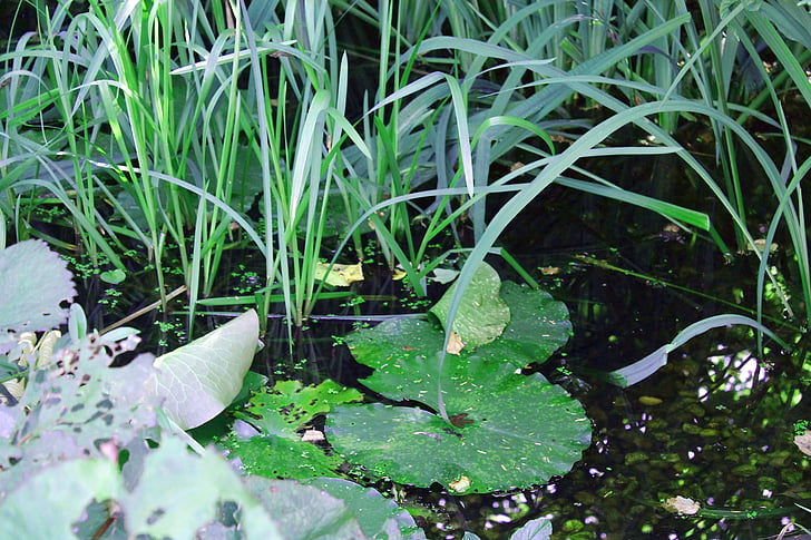 biotope, pond, lake rose, aquatic plants, garden, water lilies, nature