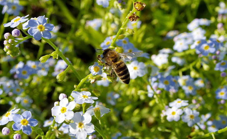 revnimi, cvetje, čebela, opraševanje, prašijo, modra, za poslastico
