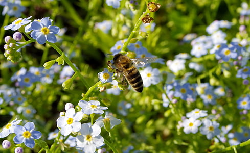 έχοντες, λουλούδια, μέλισσα, επικονίαση, γονιμοποιούν, μπλε, η λεπτότητα