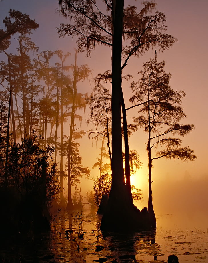 mist, silhouette, sunrise, sunset, swamp, trees, water