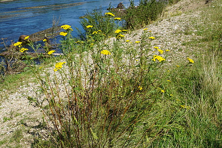 Boerenwormkruid, medicinale plant, gezonde, natuur, rivier, Donau