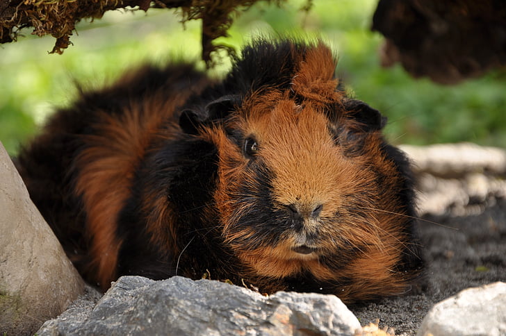 guinea pig, rosette, brindle, rodents, nature
