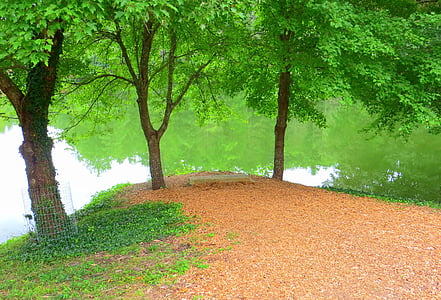 lake, trees, peaceful, bench, green, nature, water