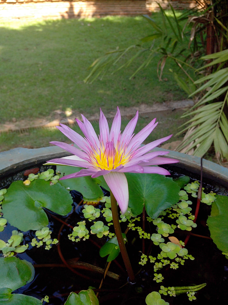 fialová, Bua ban, voda, Bua toom, Lotus, květiny, Chiang mai, Thajsko