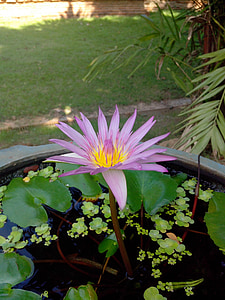 violet, bua ban, water, bua toom, lotus, flowers, chiang mai thailand