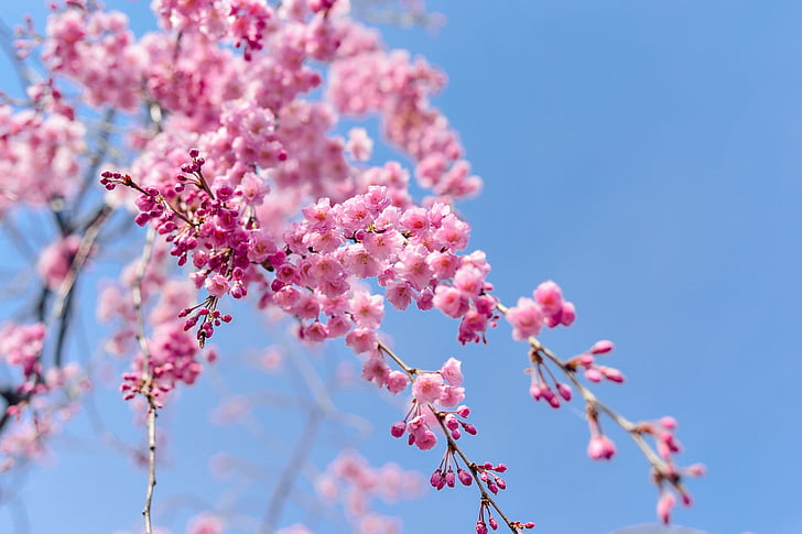 Jaapan, maastik, kevadel, taim, sinine taevas, kirss, lilled