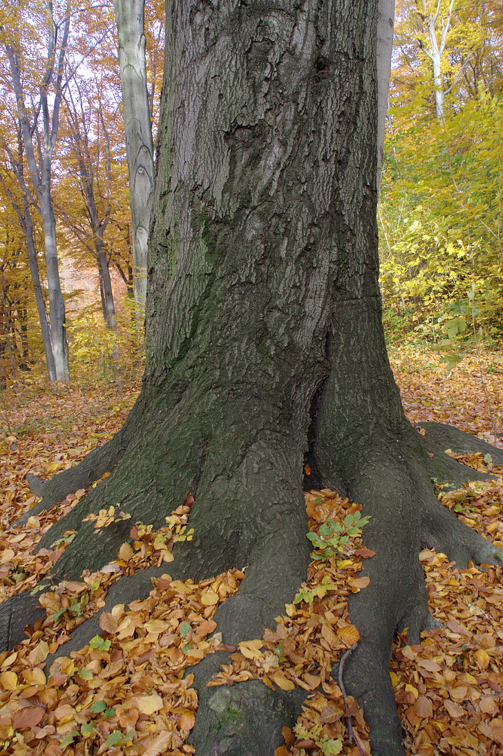 autumn, log, root, leaves, tree root, nature