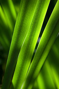 macro, photofraphy, green, leaf, plant, leaves, forest