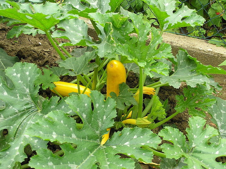 zucchini, zucchini plant, vegetables, yellow, cook, food, eat