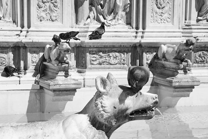 fonte, Siena, Itália, aves, pombos, Monumento