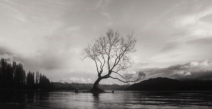 svart och vitt, Wanaka, träd, isolerade, ensam, bergen, Nya Zeeland
