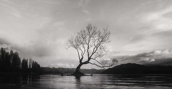 noir et blanc, Wanaka, arbre, isolé, seul, montagnes, Nouvelle-Zélande