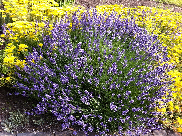 lavender, summer, flowers, purple, yellow