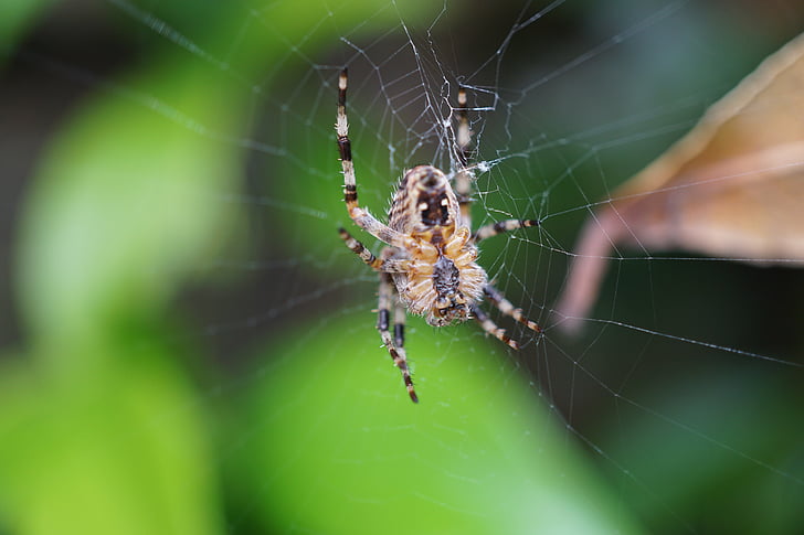 edderkopp, nettverk, Lukk, spindelvev, arachnid, natur, edderkoppnett