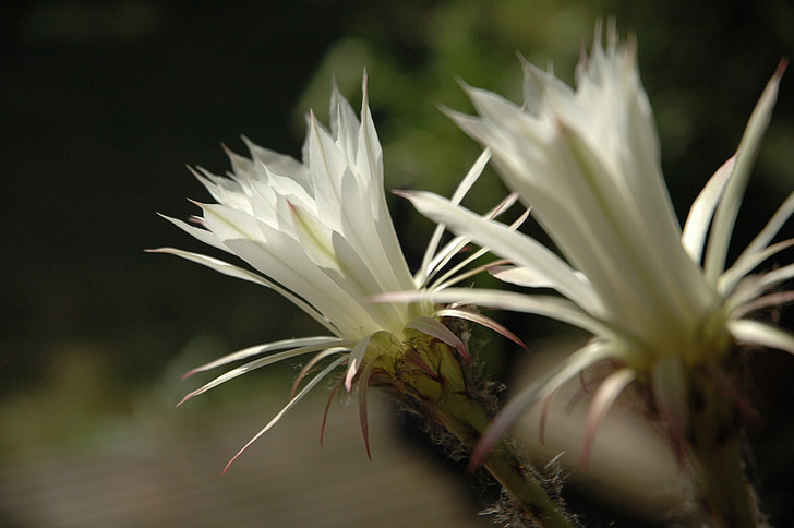 blomst, hvit, kaktus, natur, blomster, petal, blomst