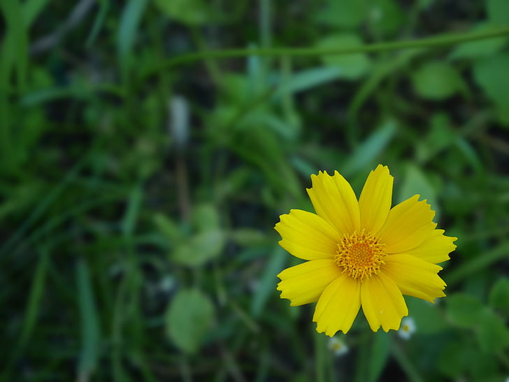 flower, yellow, spring, nature, summer, botanical, macro