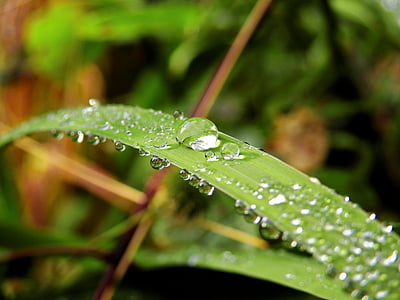 close-up, dew, leaf, macro, nature, plant, water
