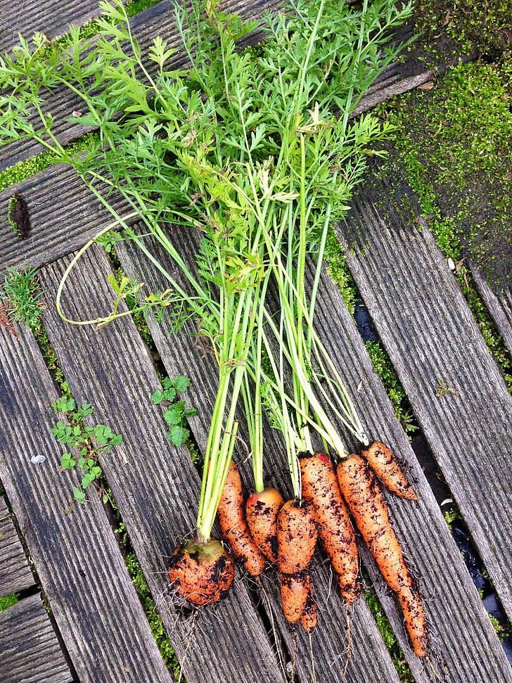 légumes, carottes, nature