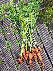 vegetables, carrots, nature