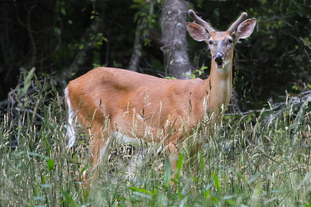 white tailed deer, buck, young, wildlife, nature, standing, looking