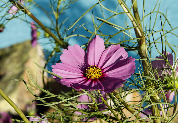 blomst, Pink, plante, PETAL, sommer, frisk, natur