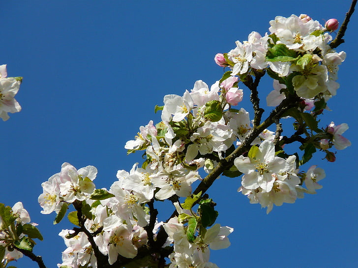 Apple дърво цвят, ябълков цвят, Блосъм, Блум, Пролет, ябълка, ябълковото дърво