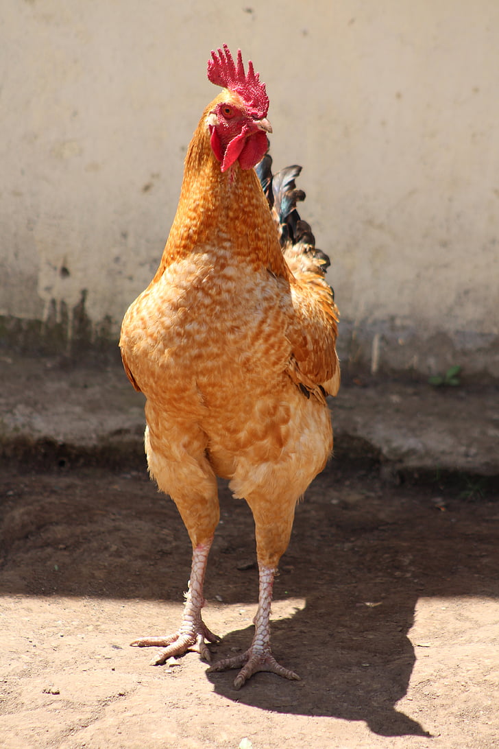 pollastre, granja, animal domèstic, aviram, gallina, rural, ocell