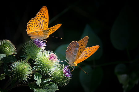 butterflies, close up, details, nature, orange, silver-bordered fritillary, insect